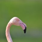 Flamingo in der Wilhelma
