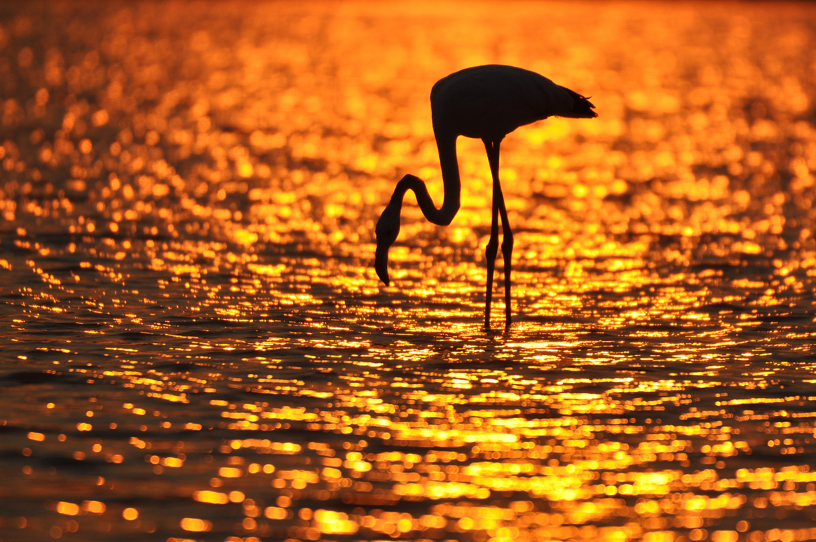 Flamingo in der Wüste