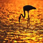 Flamingo in der Wüste
