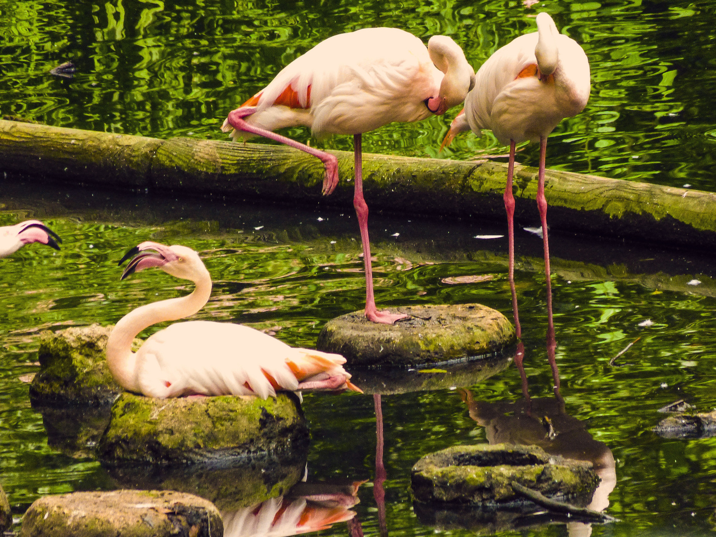 Flamingo in Eberswalder Zoo