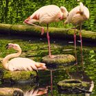 Flamingo in Eberswalder Zoo