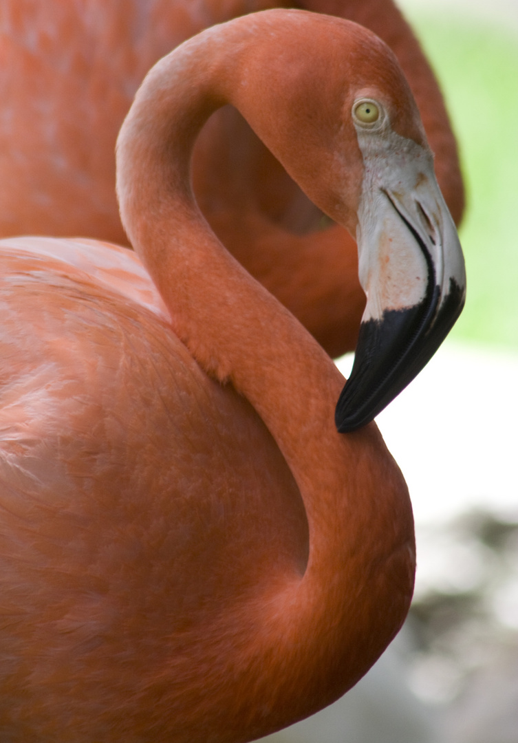 Flamingo in Florida