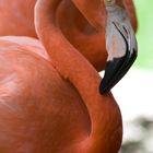 Flamingo in Florida