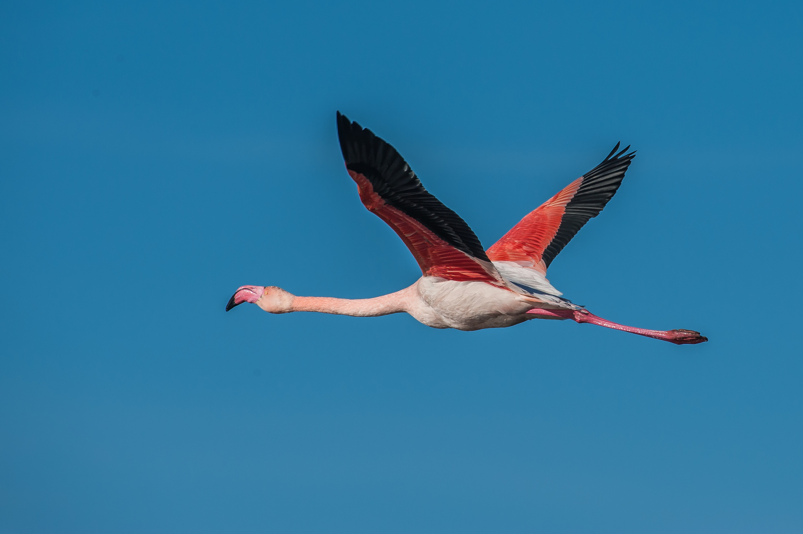 Flamingo in Freiheit.