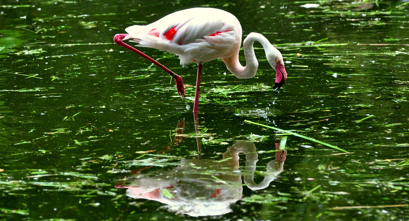 Flamingo in grün