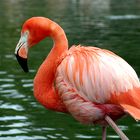 Flamingo in Hamburg