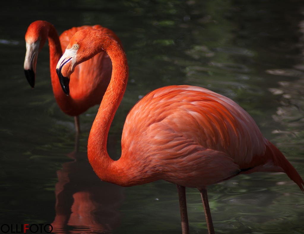 Flamingo in Leipzig