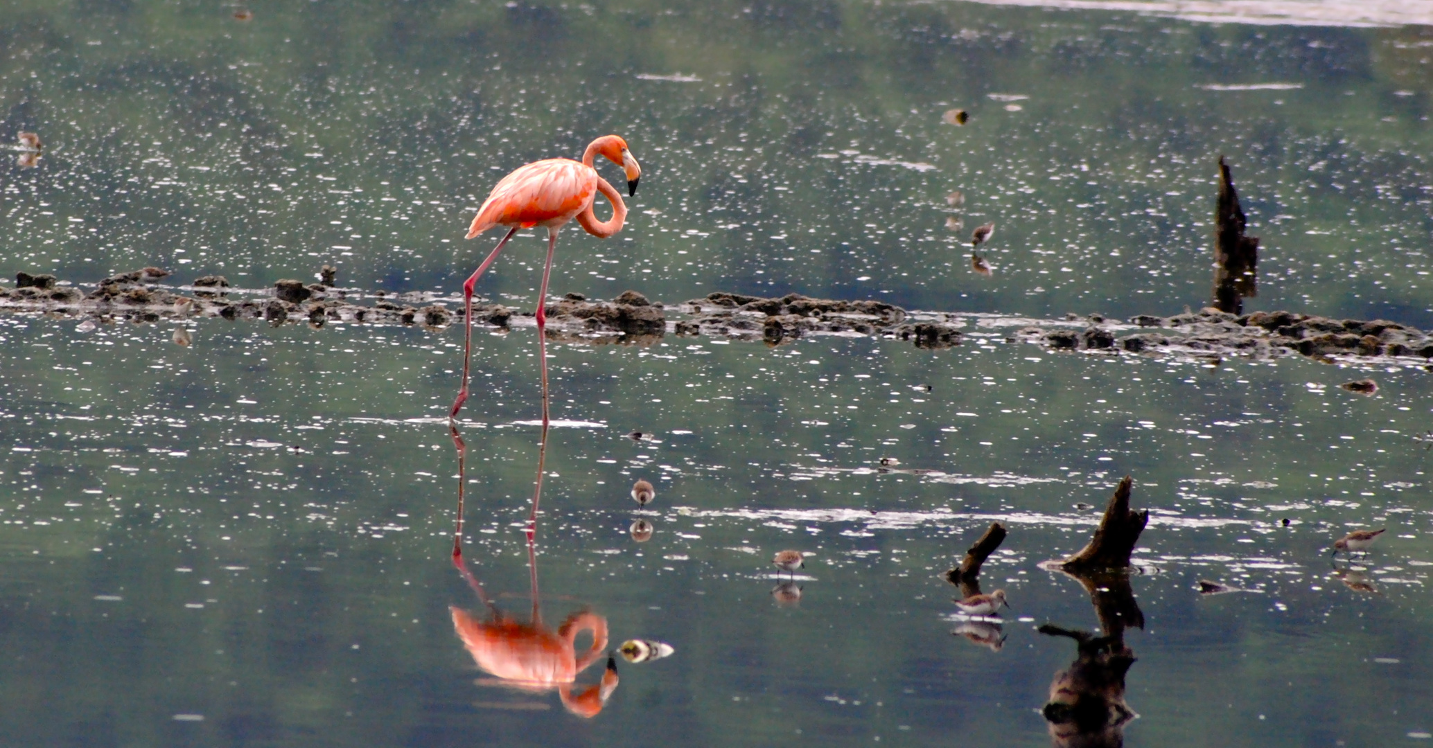 Flamingo in Natur