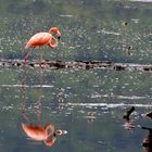 Flamingo in Natur