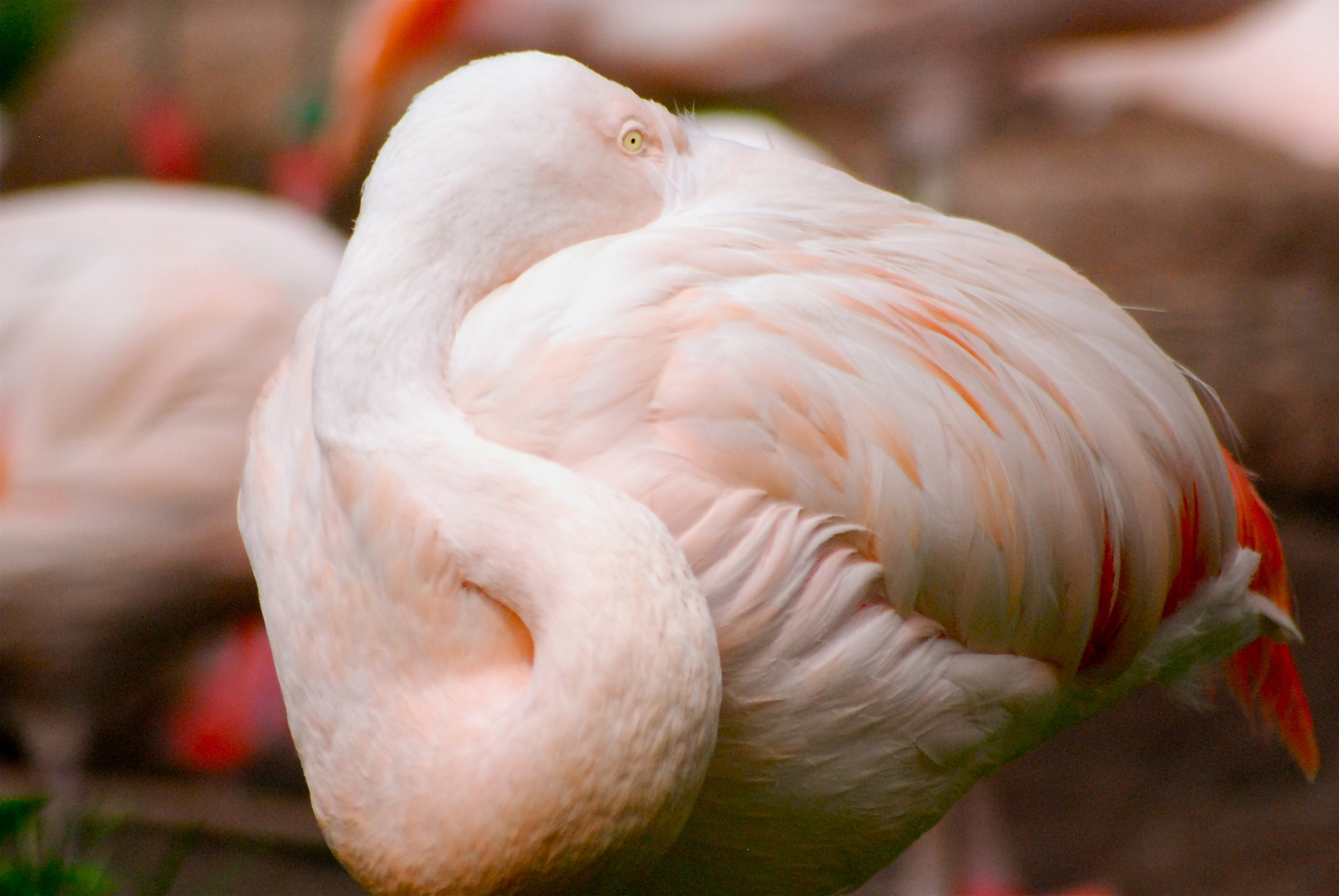 Flamingo in Rosa