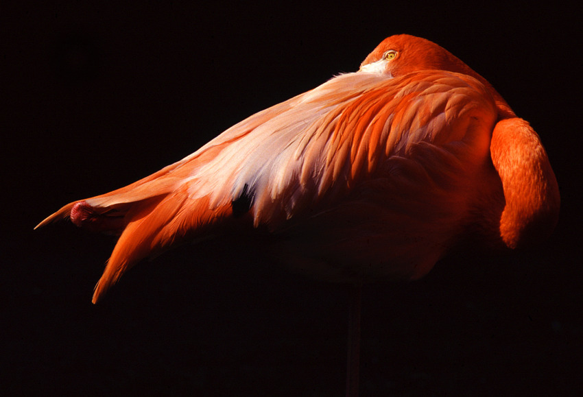 Flamingo in Ruhe von Willi Schmitz