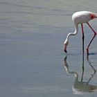 Flamingo in Sharjah