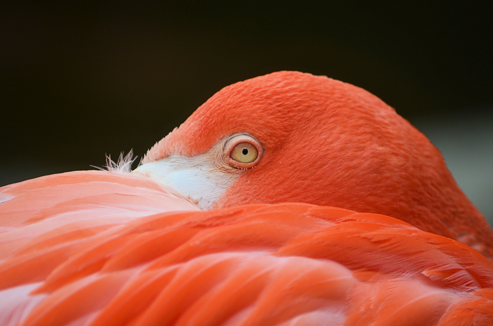 Flamingo in Wien