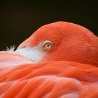 Flamingo in Wien