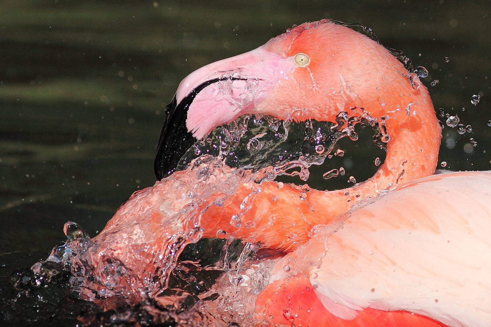 Flamingo in Wuppertal 2