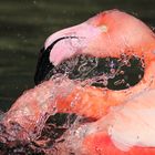 Flamingo in Wuppertal 2