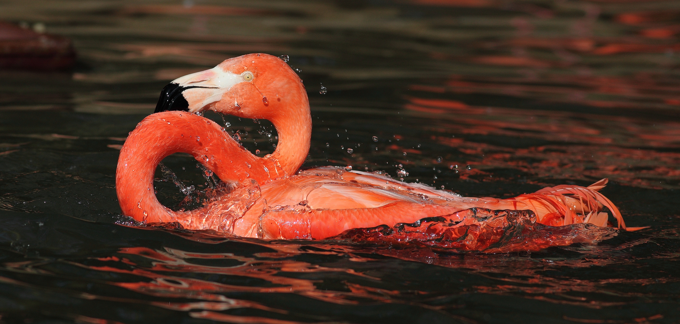 Flamingo in Wuppertal 3