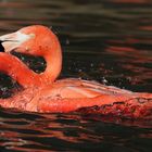 Flamingo in Wuppertal 3