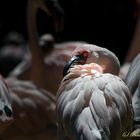 Flamingo - ins rechte Licht gerückt