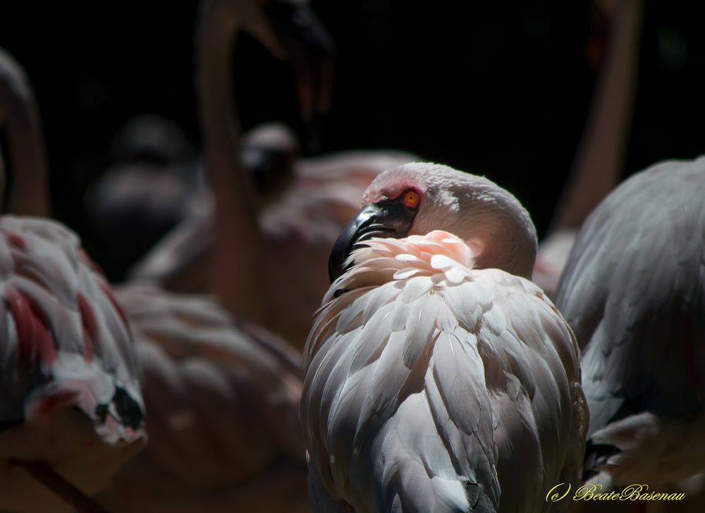 Flamingo - ins rechte Licht gerückt