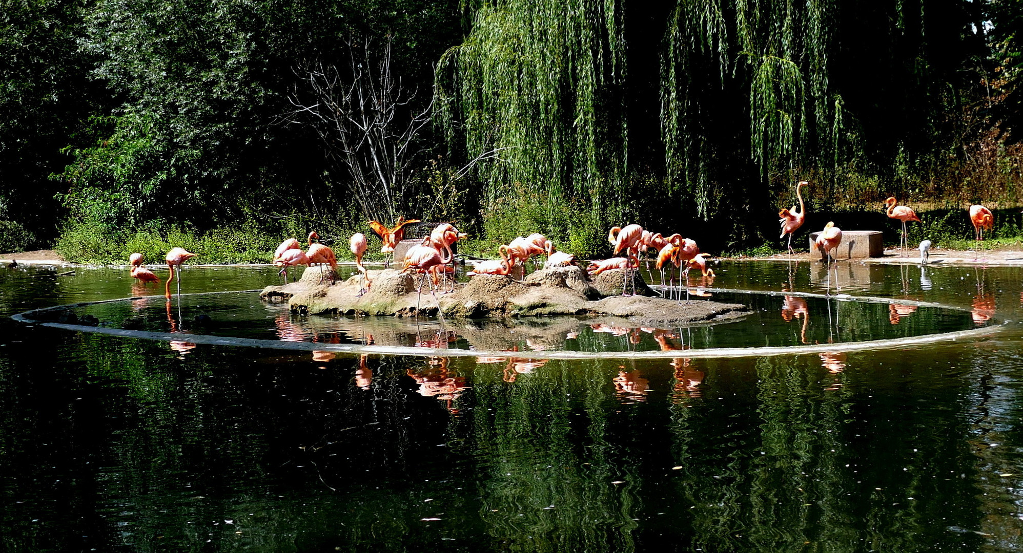 Flamingo-Insel