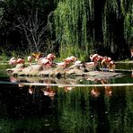 Flamingo-Insel
