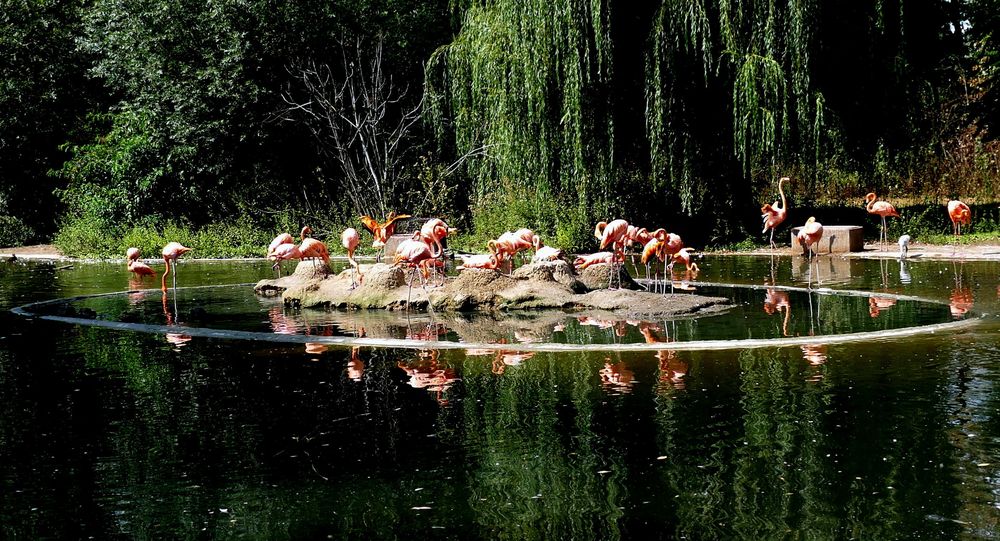 Flamingo-Insel