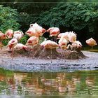 Flamingo Island