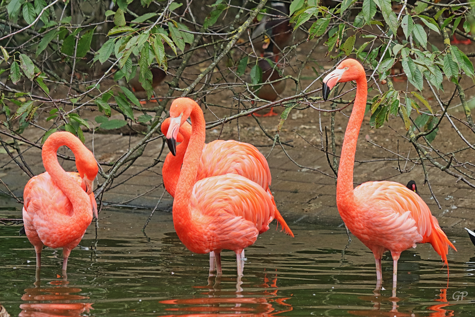 Flamingo IV