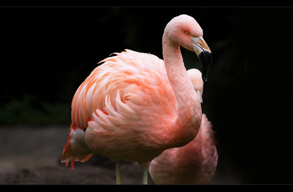 .:Flamingo IV:.