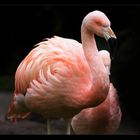 .:Flamingo IV:.