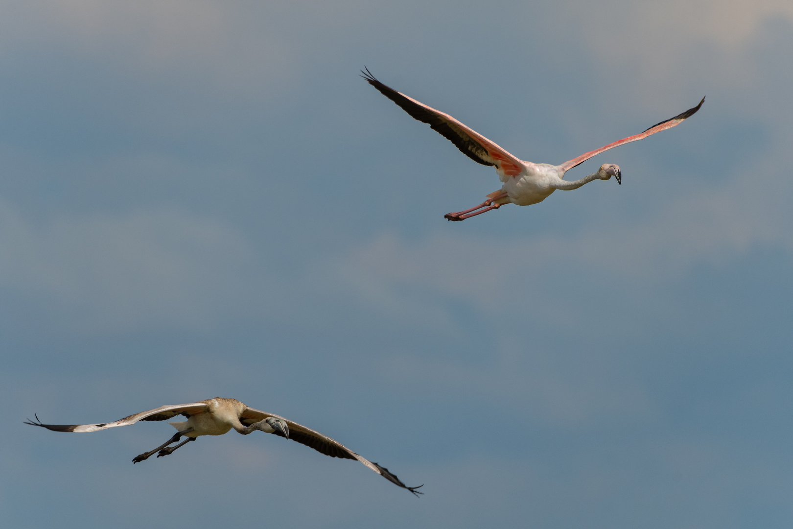 Flamingo Jung und Alt