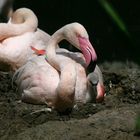 Flamingo Jungtier