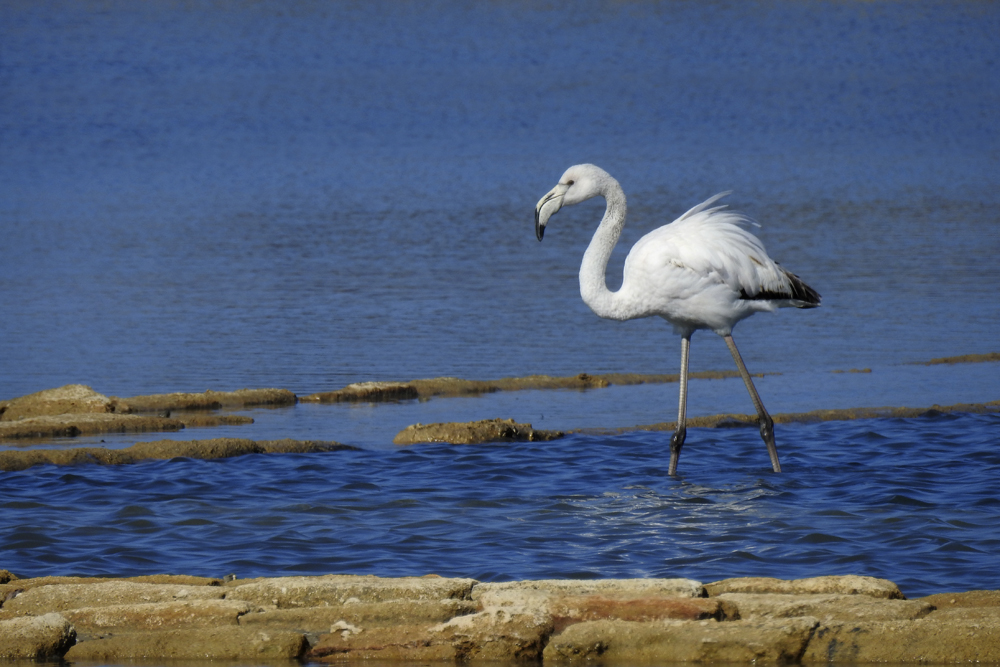 Flamingo (Juv)