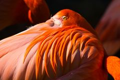 Flamingo / Kölner Zoo / 21.04.2015