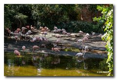 Flamingo Kolonie