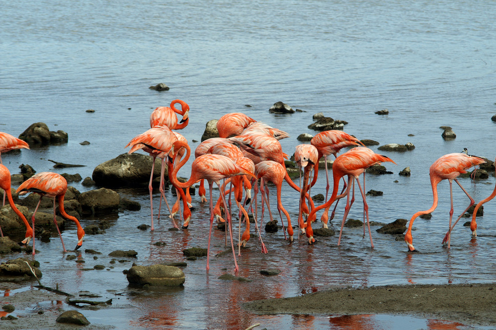 Flamingo Kolonie (Bonaire)