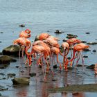 Flamingo Kolonie (Bonaire)