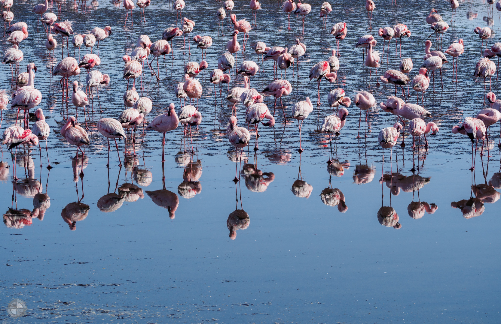 Flamingo Kolonie in der Walvis Bay