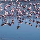 Flamingo Kolonie in der Walvis Bay