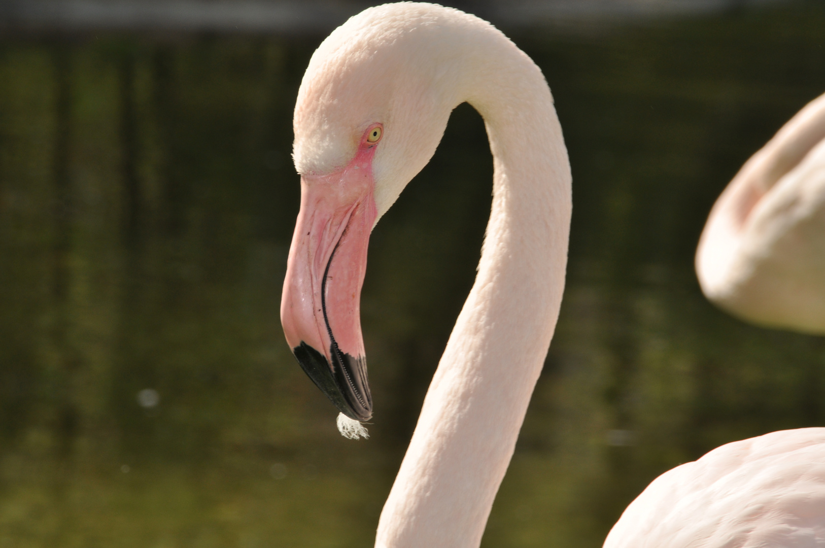 Flamingo-Kopf