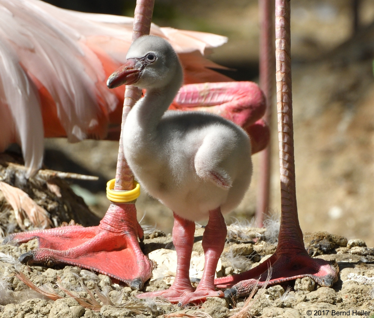 Flamingo-Küken