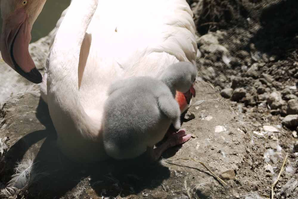 Flamingo Küken