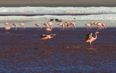 Flamingo Lagune