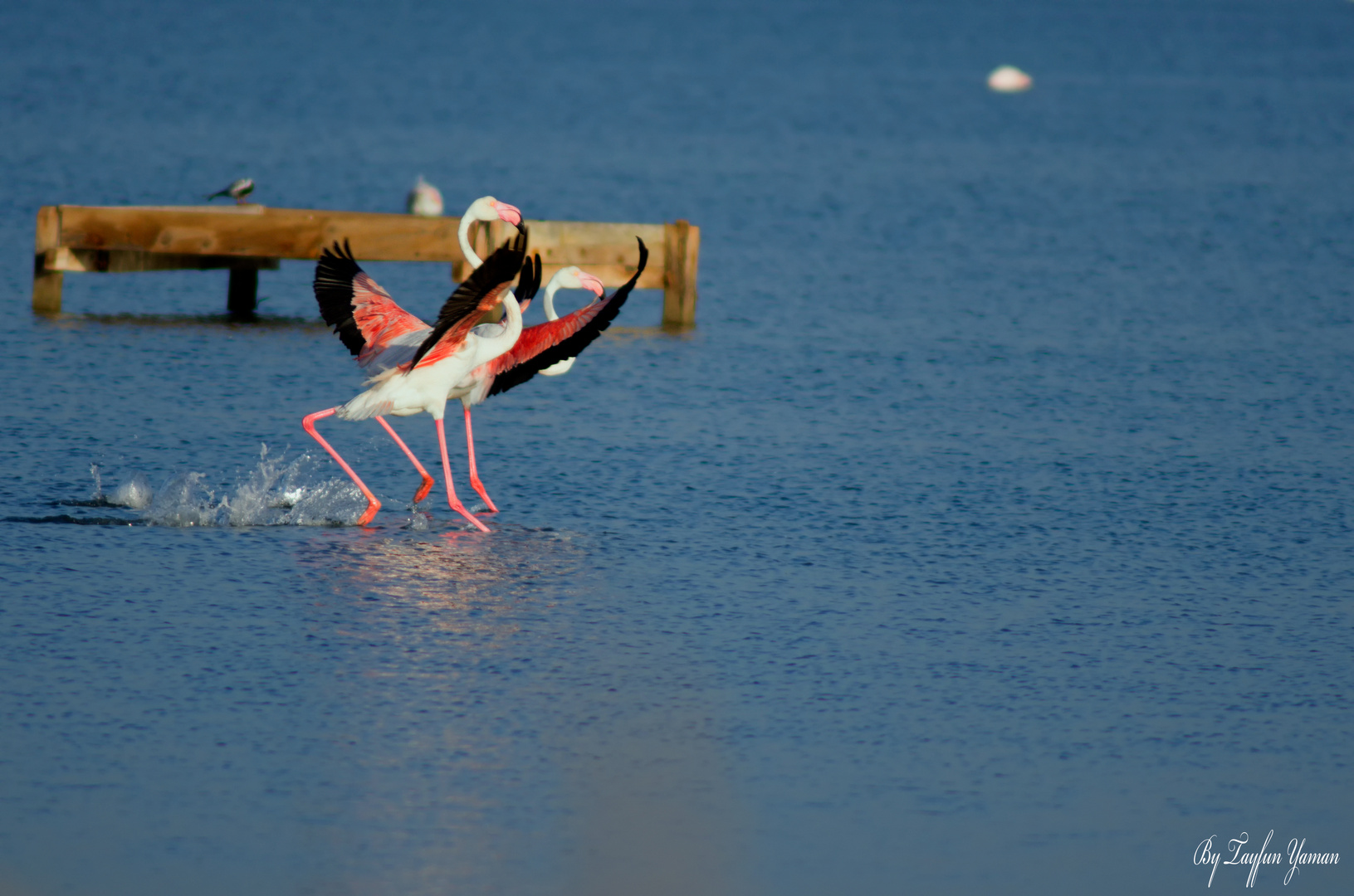 Flamingo Landing