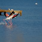 Flamingo Landing