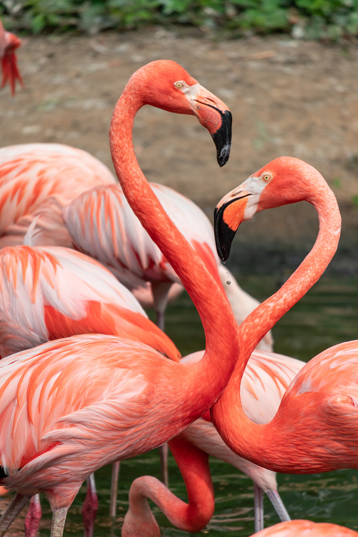 Flamingo-Liebe