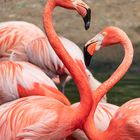 Flamingo-Liebe