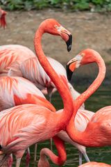 Flamingo-Liebe