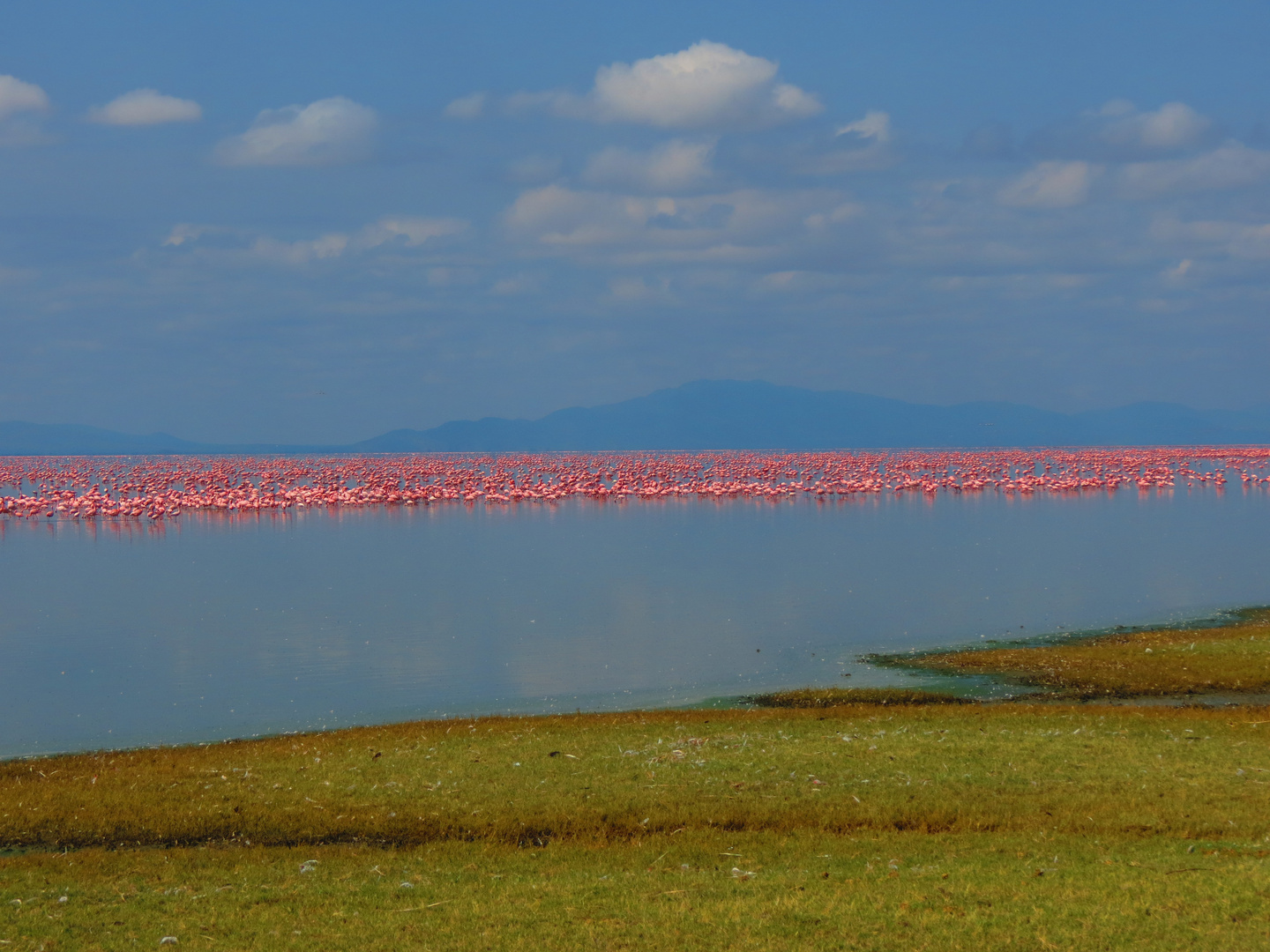 Flamingo Line